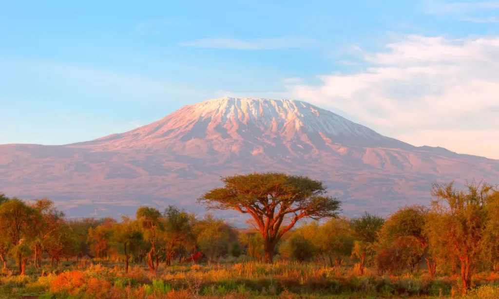 Image of Mount Kilimanjaro in the distance with trees in the foreground